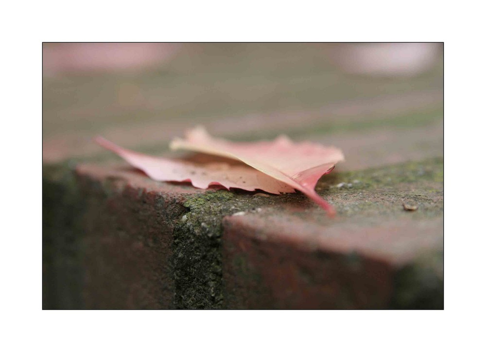 herbst_4