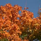 Herbst4