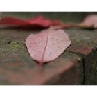 herbst_5