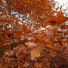 Herbst_8