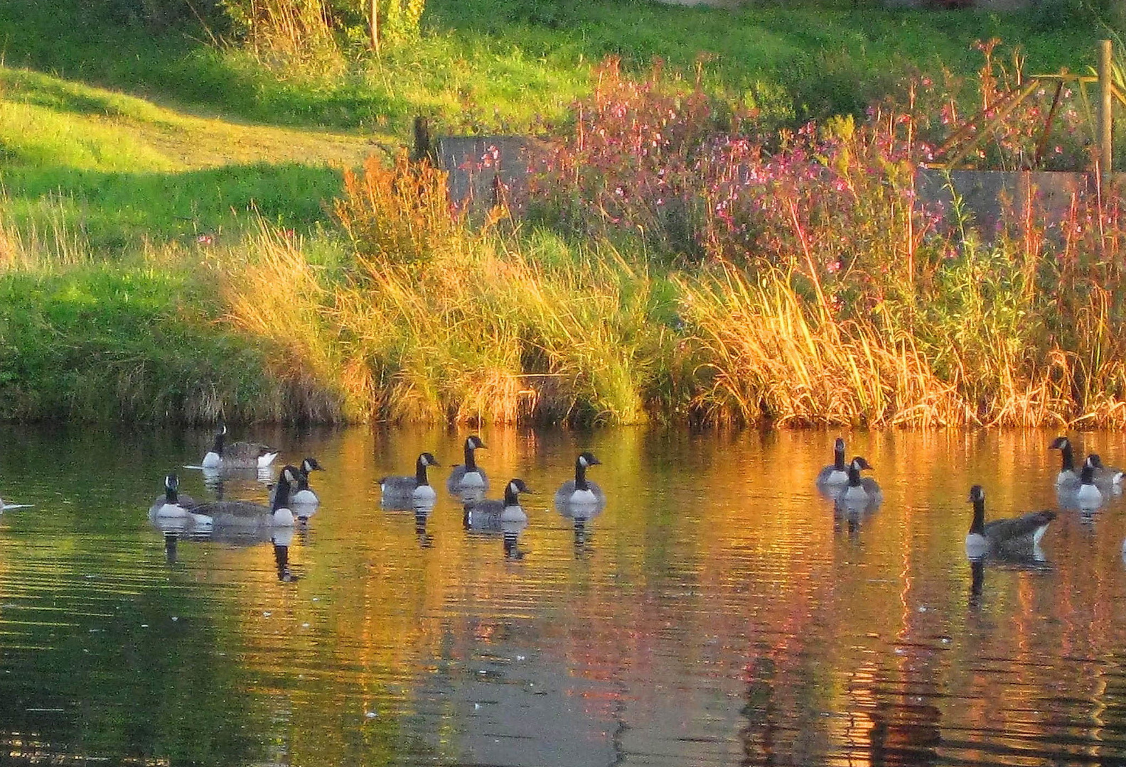 Herbstabend am Teich