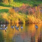 Herbstabend am Teich