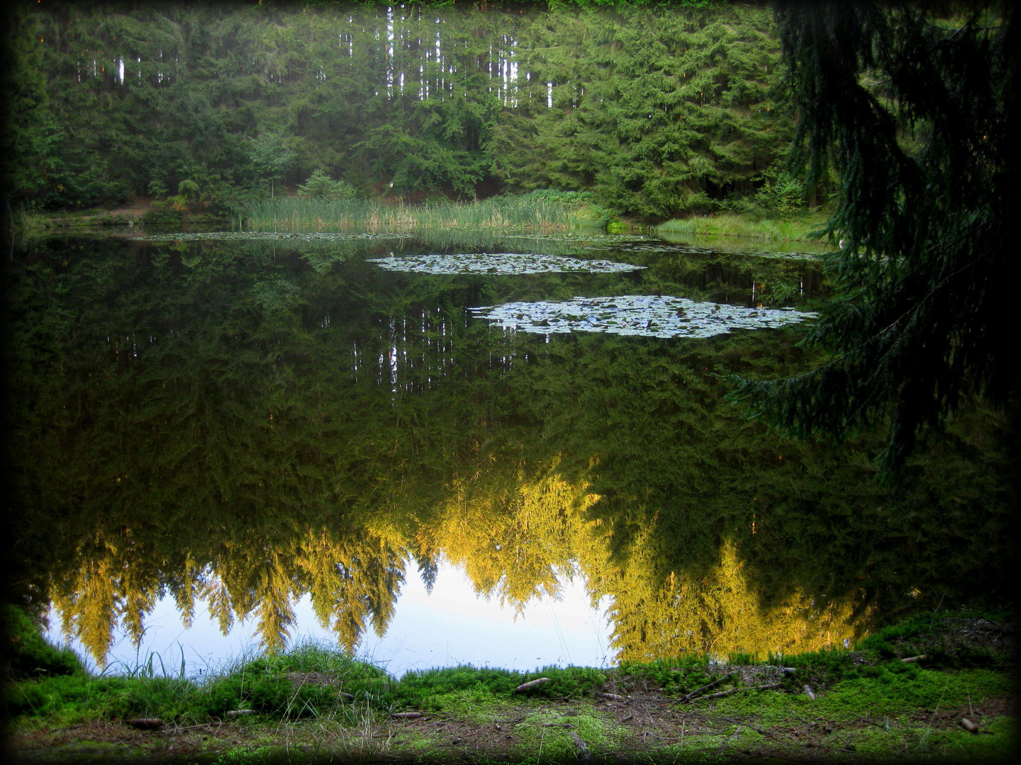 Herbstabend am Waldteich