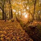 Herbstabend im Colbitzer Lindenwald