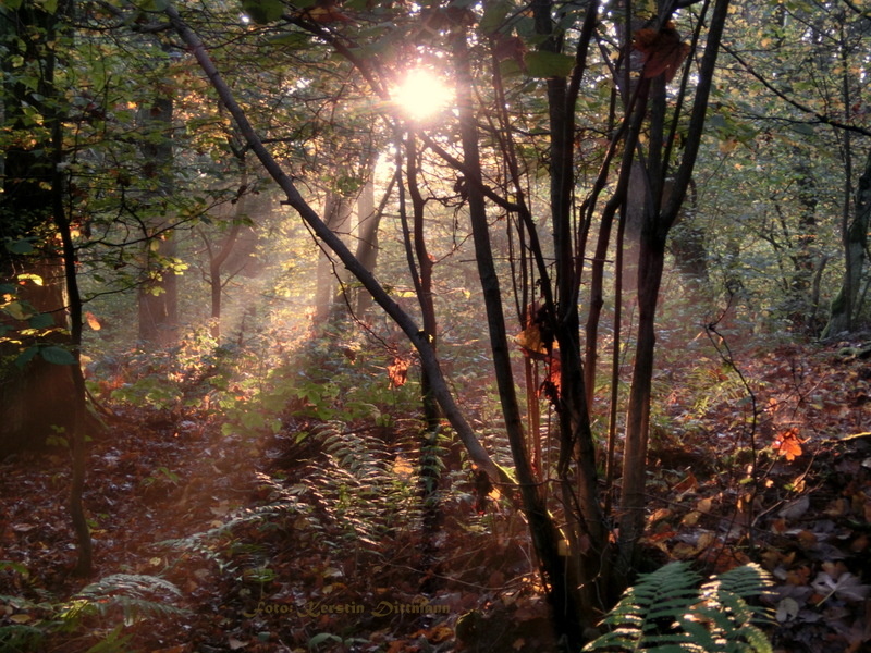 Herbstabend im Wald