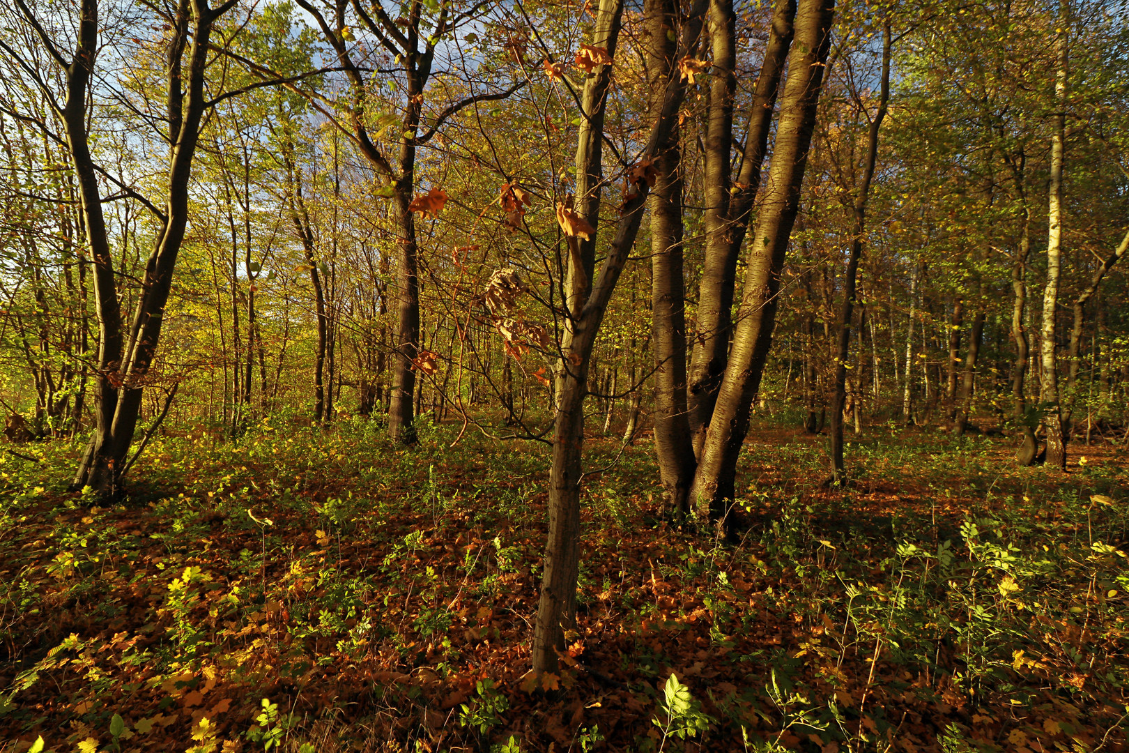 Herbstabend im Wald