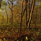 Herbstabend im Wald