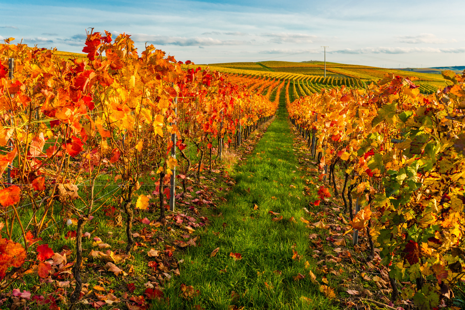 Herbstabend im Weinberg 01