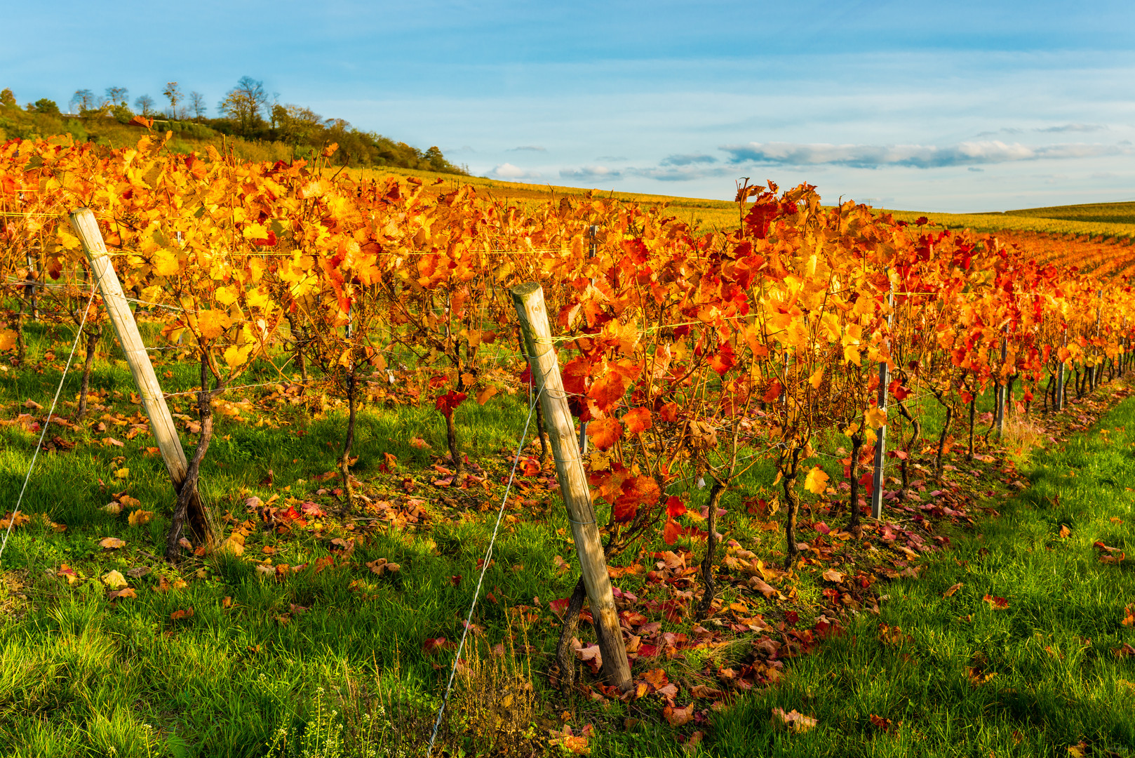 Herbstabend im Weinberg 03