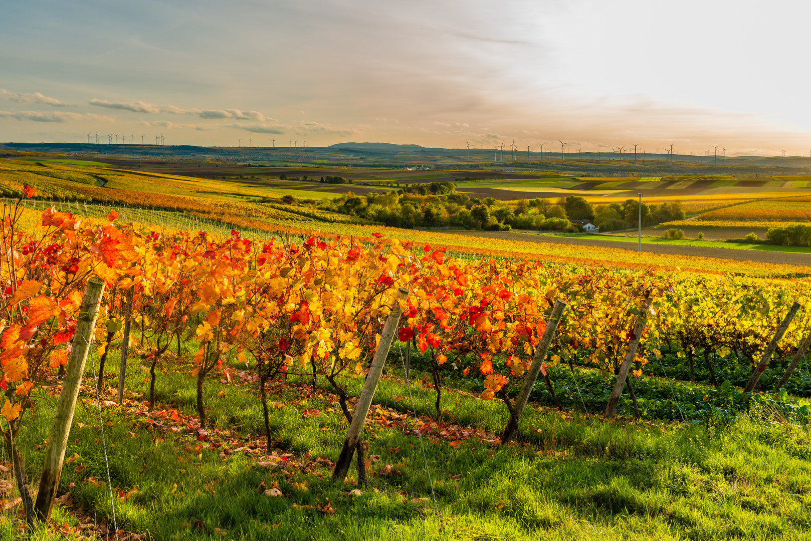 Herbstabend im Weinberg 04