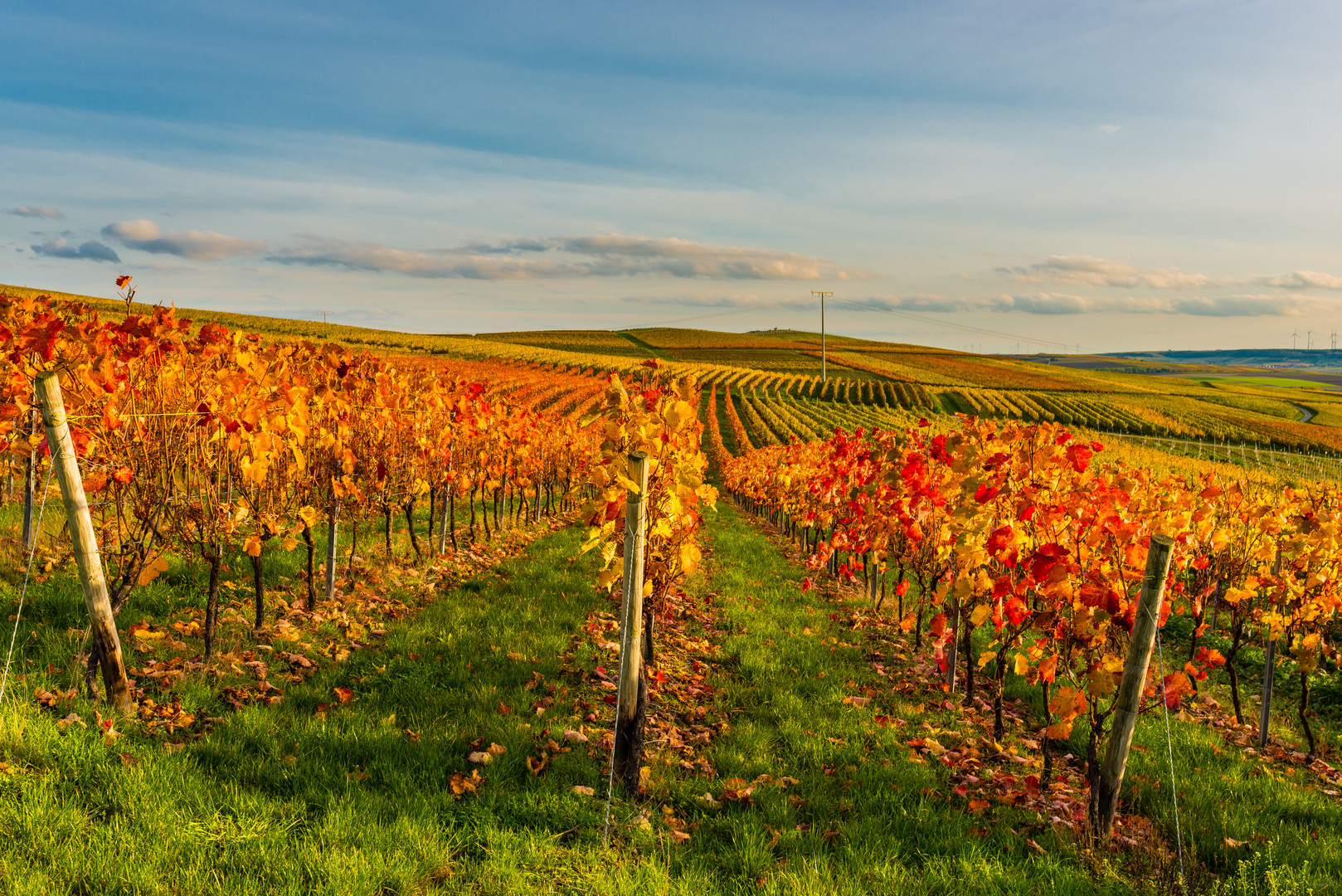 Herbstabend im Weinberg 96