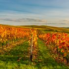 Herbstabend im Weinberg 96