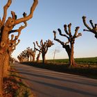 Herbstabend in der Oberlausitz