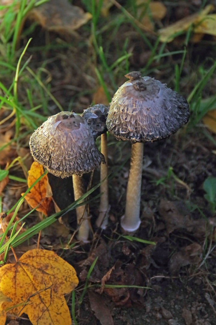 Herbstabend, Waldpilze