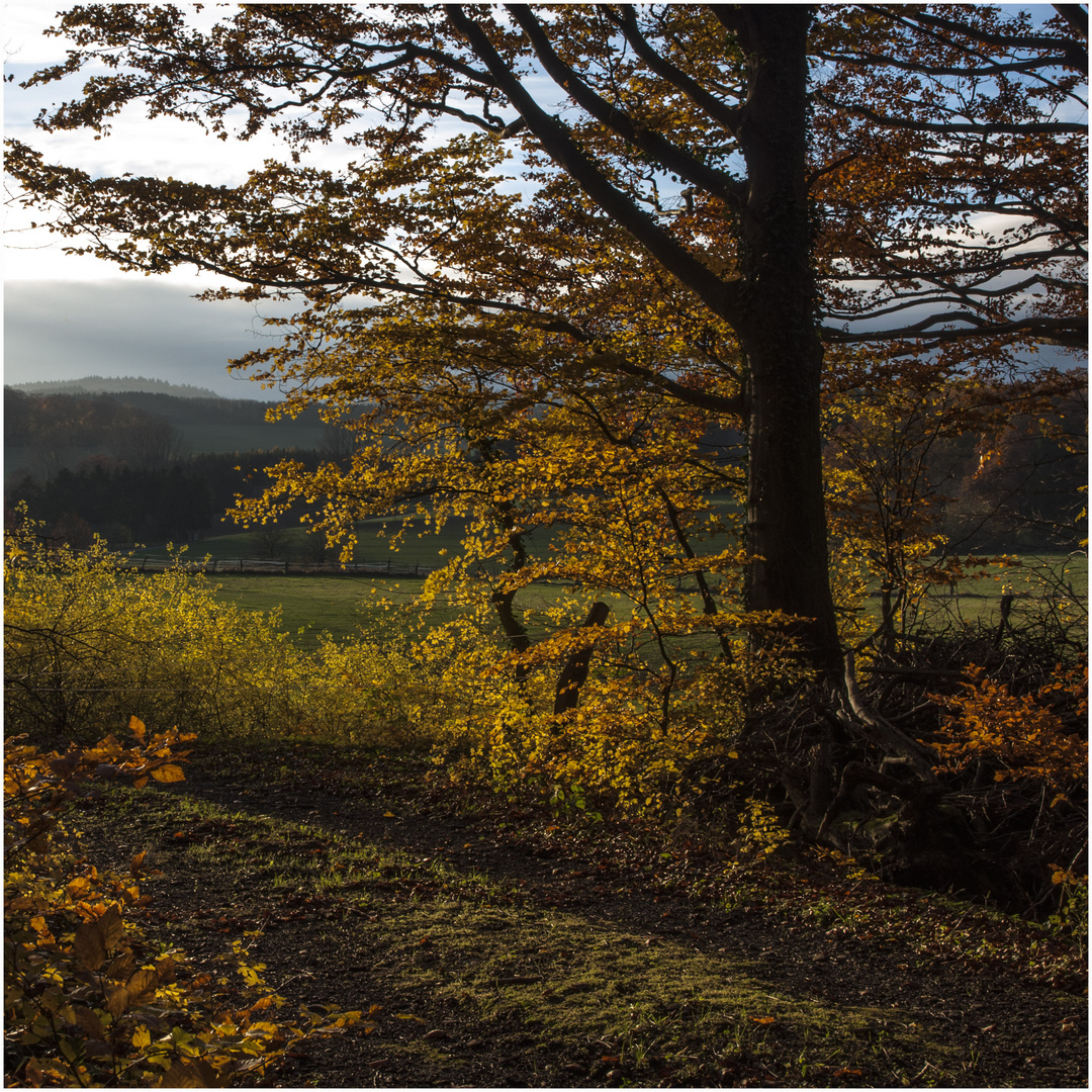 herbstabendlicht