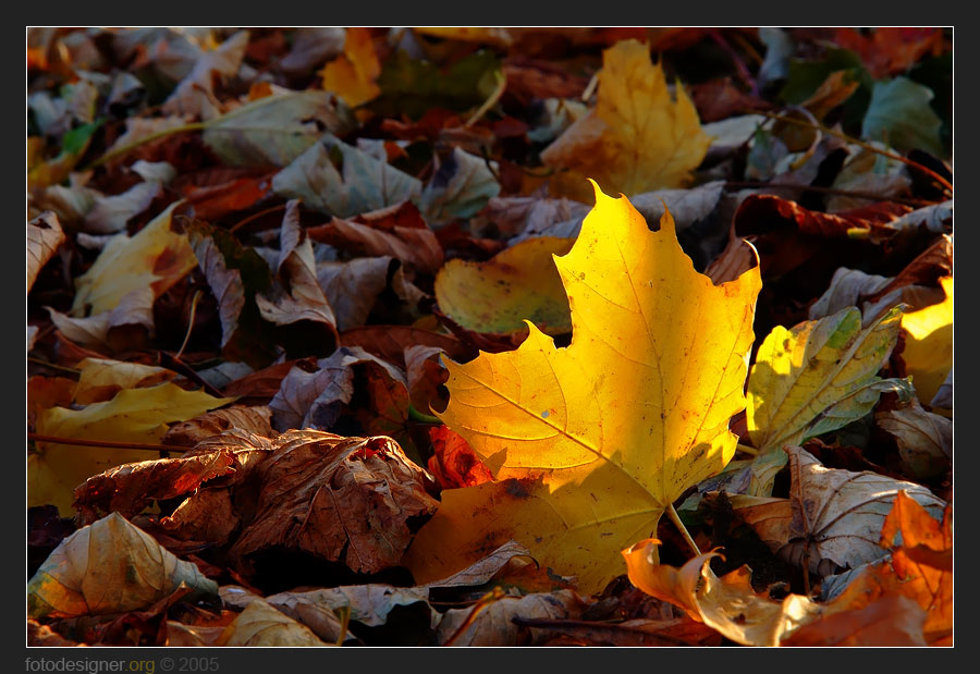 « Herbstabendsonnenlicht »