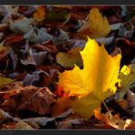 « Herbstabendsonnenlicht »