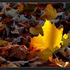 « Herbstabendsonnenlicht »