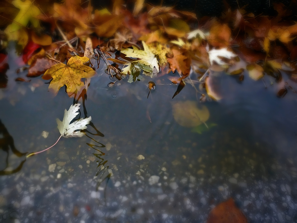 herbst.Abgesang