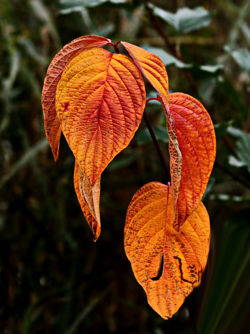 Herbstabschied in Raten