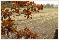 Herbstacker