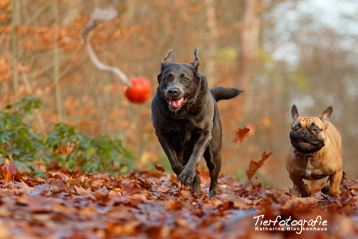 Herbstaction