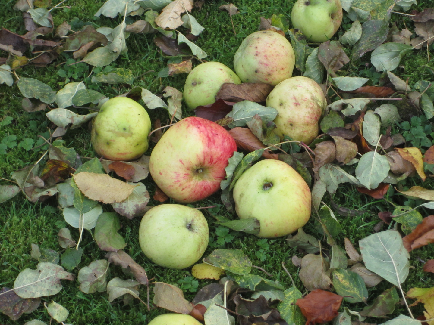 Herbstäpfel