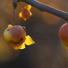 Herbstäpfel