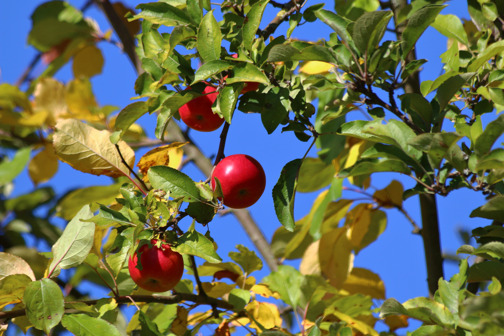 Herbstäpfel 