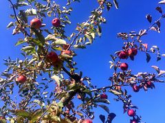 Herbstäpfel ...