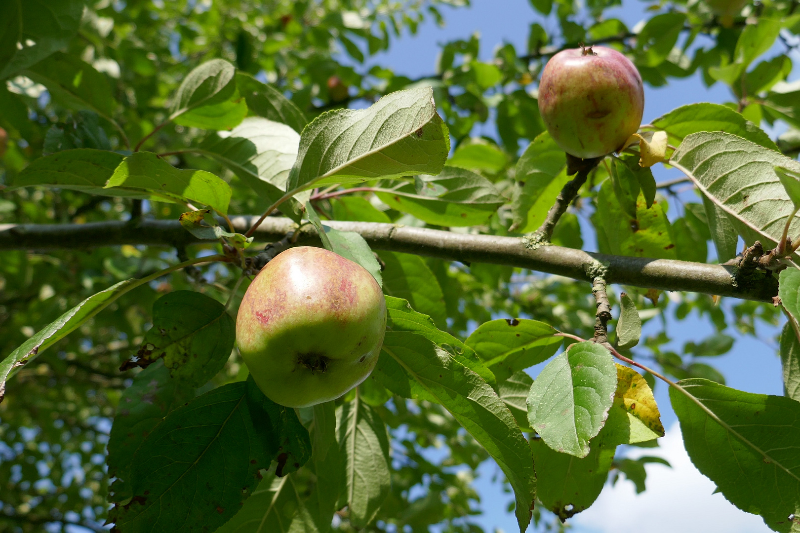 Herbstäpfel