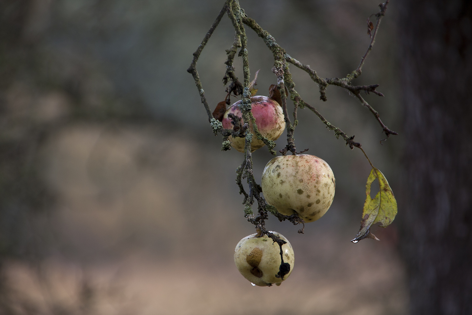 Herbstäpfel