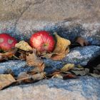 herbstäpfel