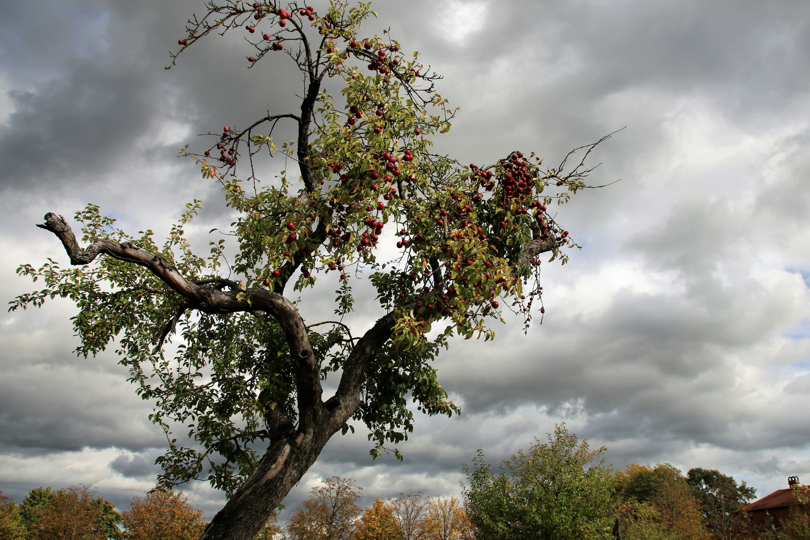 Herbstäpfel