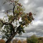 Herbstäpfel