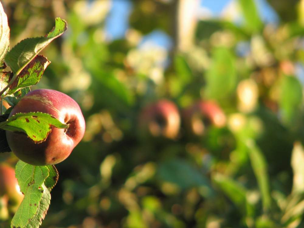 Herbstäpfel