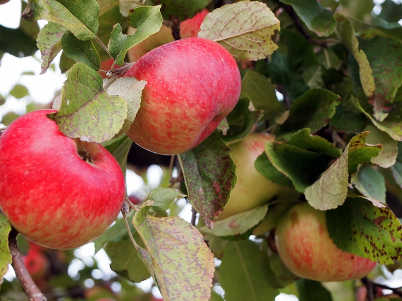 Herbstäpfel