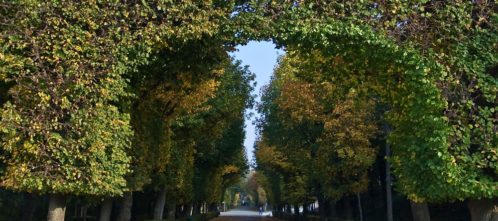 HERBSTALLE IN SCHÖNBRUNN