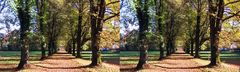 Herbstallee (3D-X-View)