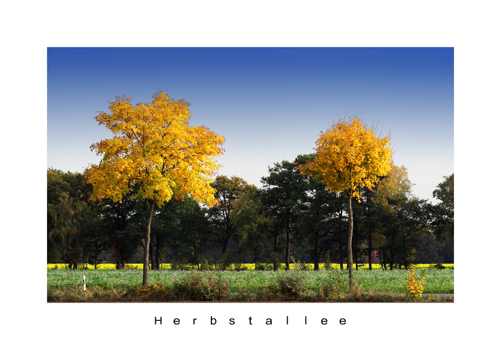 Herbstallee