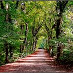 herbstallee am laupheimer schlosspark