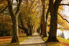 Herbstallee auf der Mainau