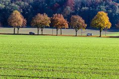 Herbstallee bei Schöngeising