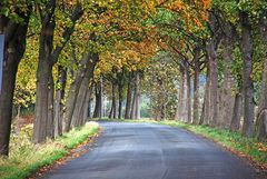 Herbstallee zwischen Werne-Stockum und Bockum-Hövel