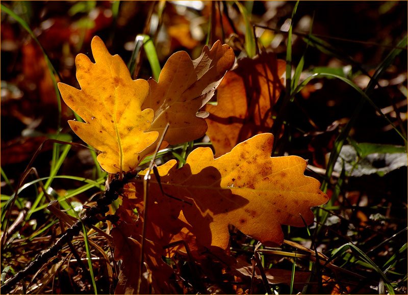 herbstallerlei 5