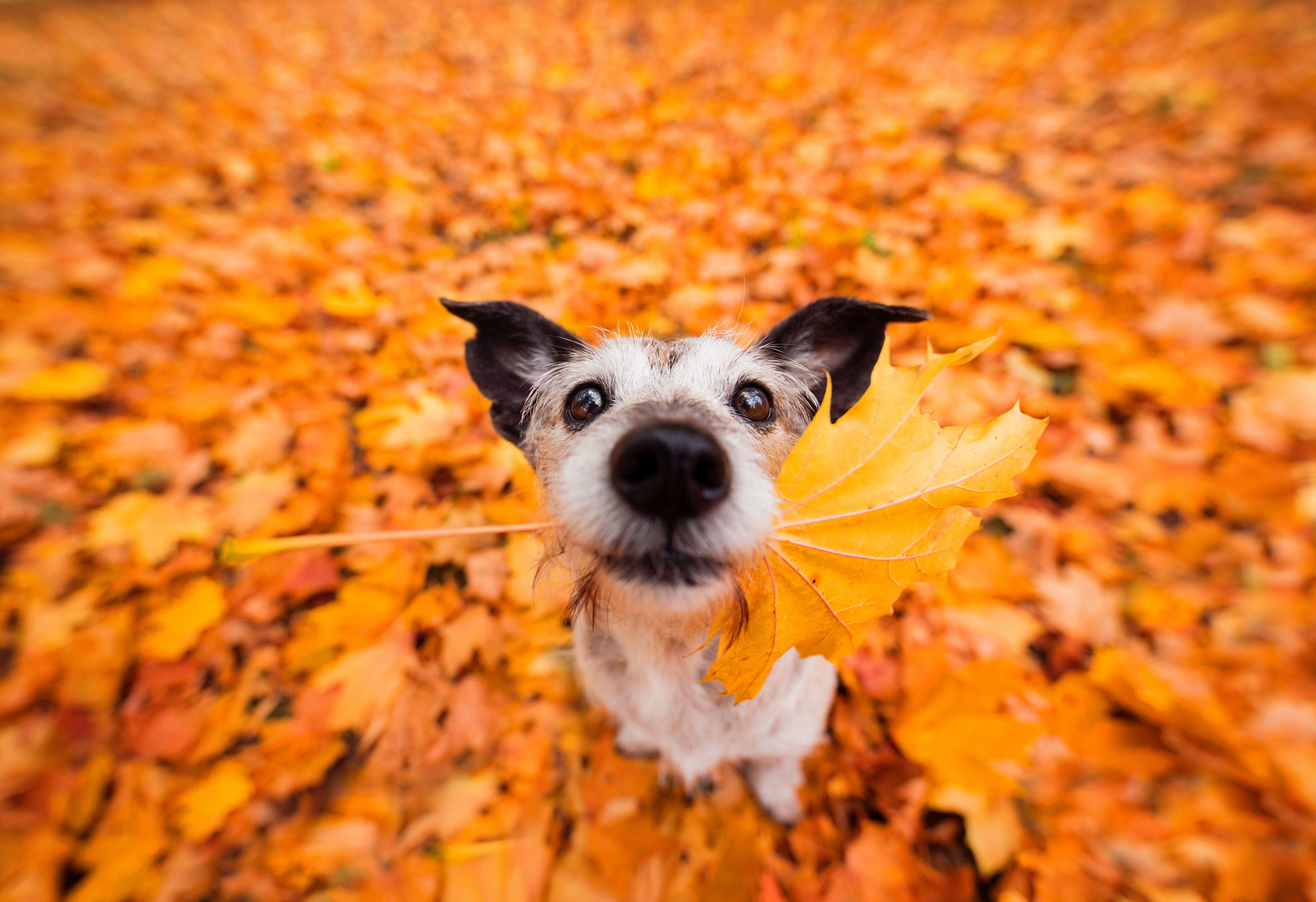 Herbstallerliebst