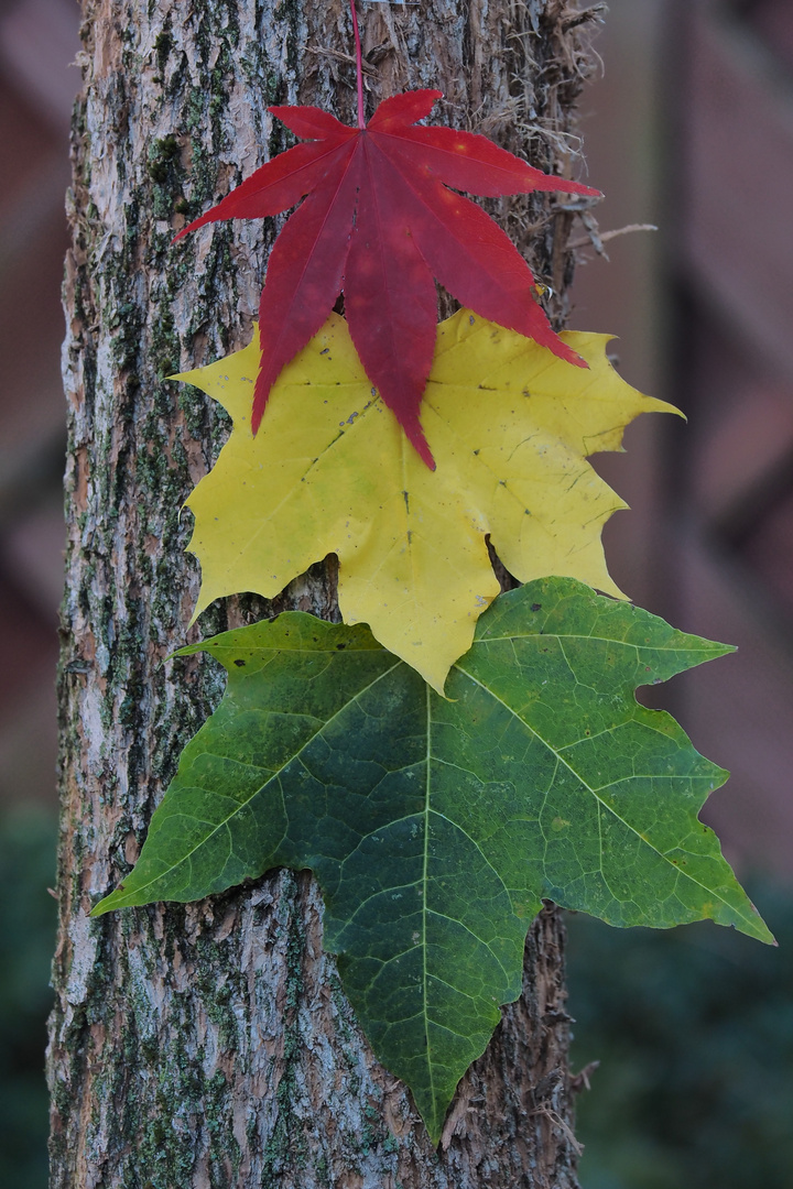 Herbstampel