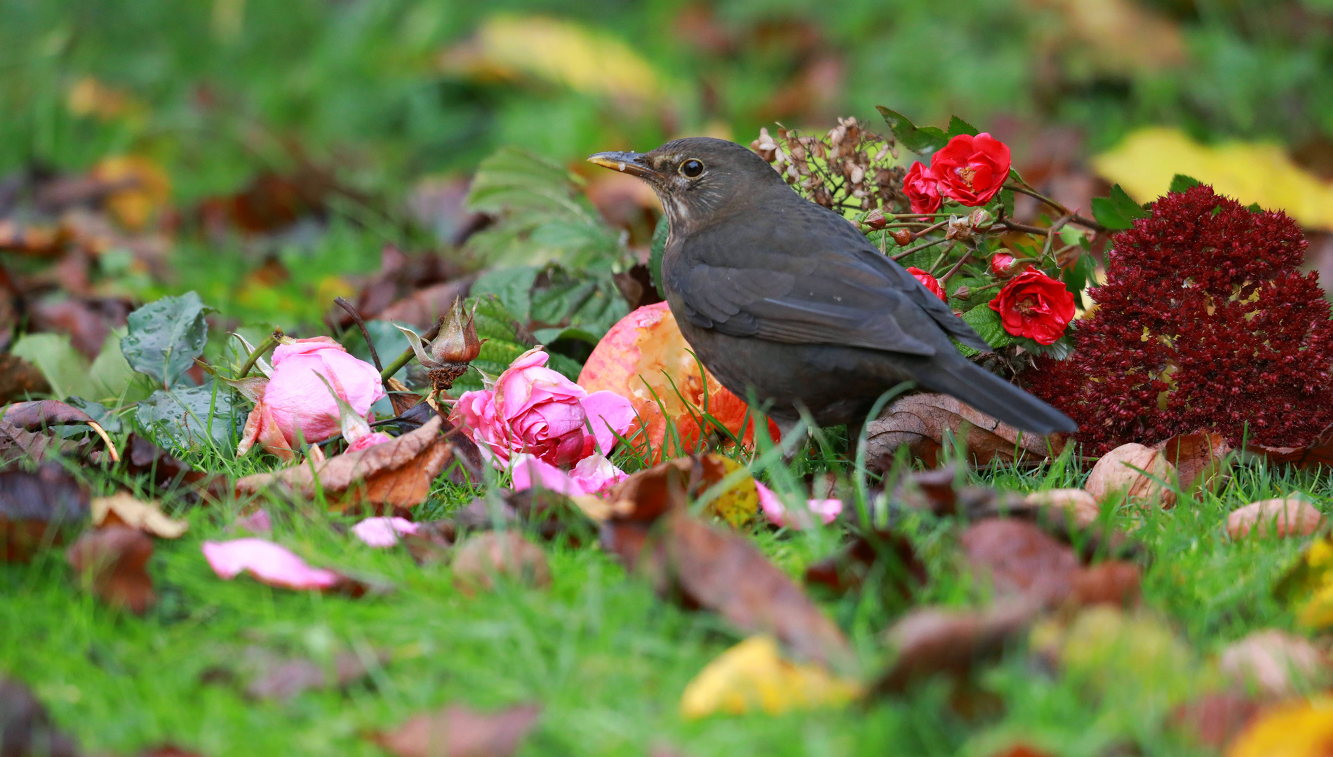 HerbstAmselApfel