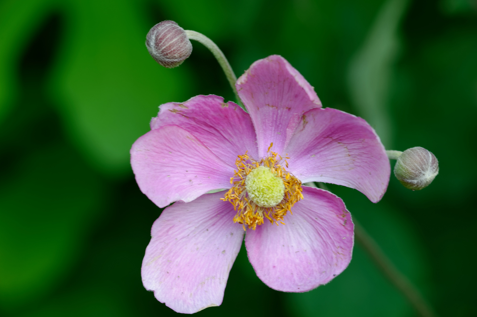 Herbstanemone Foto & Bild natur, herbst, pflanzen Bilder auf