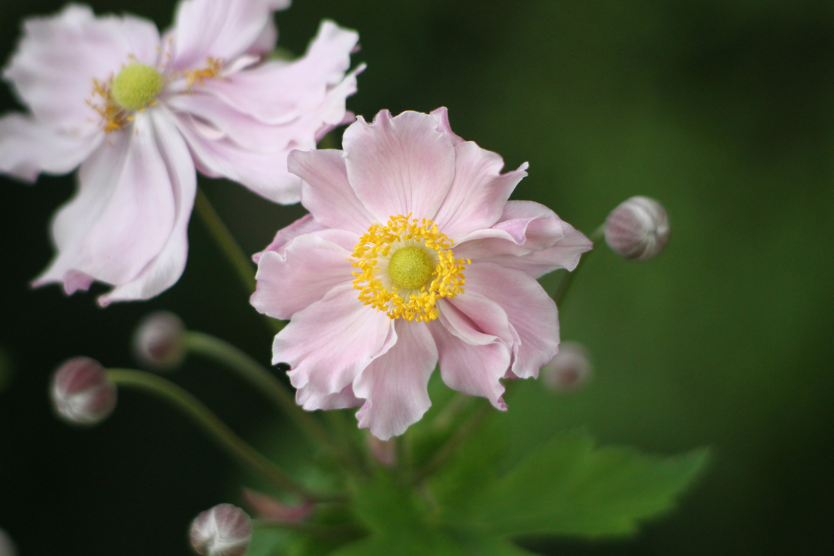 (Herbst)anemone.